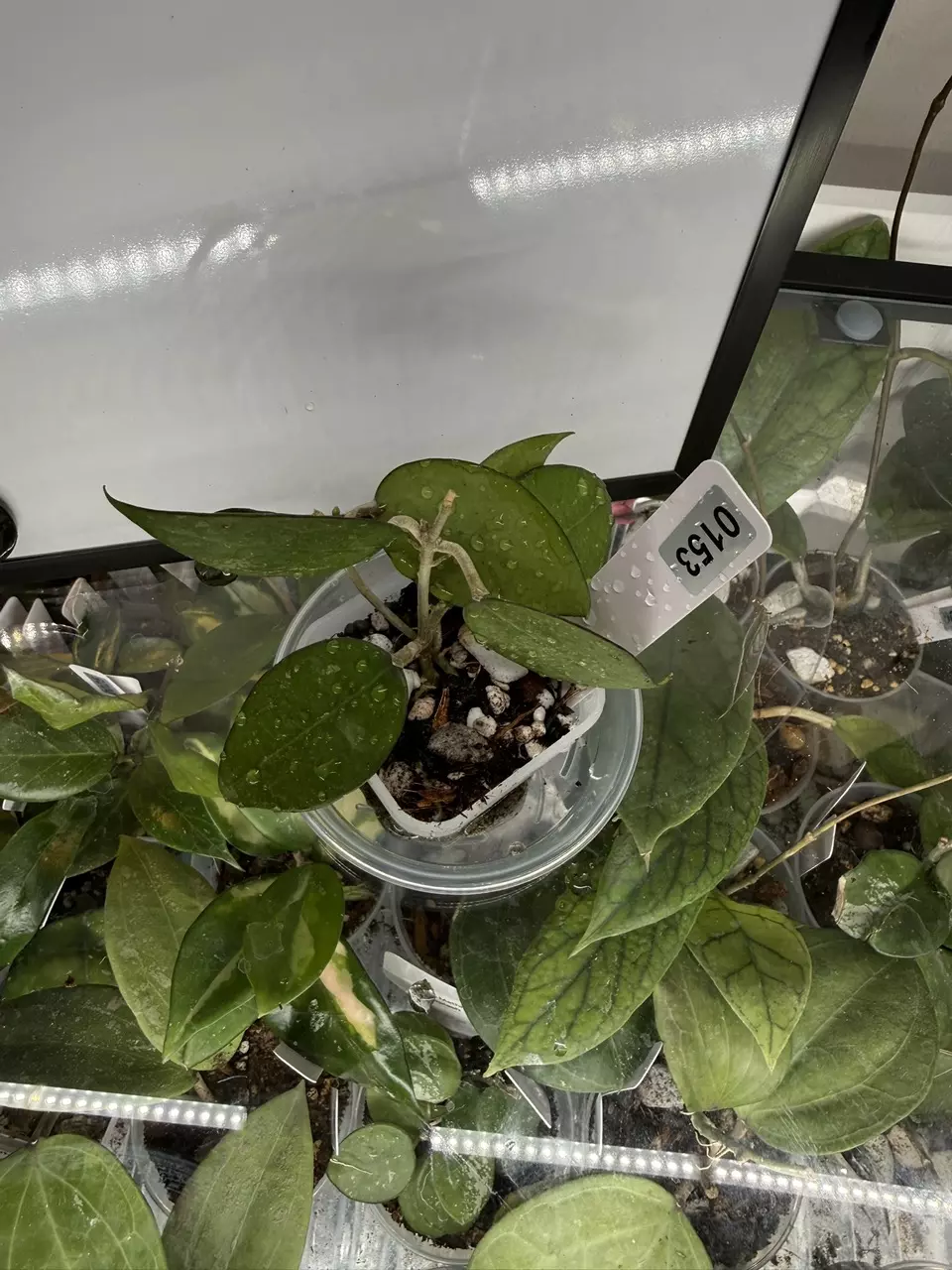 0153 Hoya verticillata black margin thumbnail