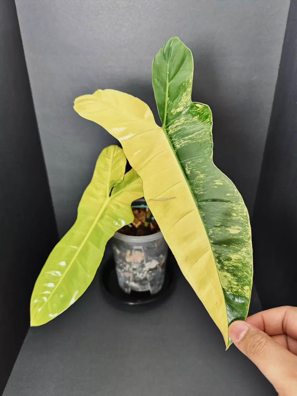 Philodendron Jennifer thumbnail