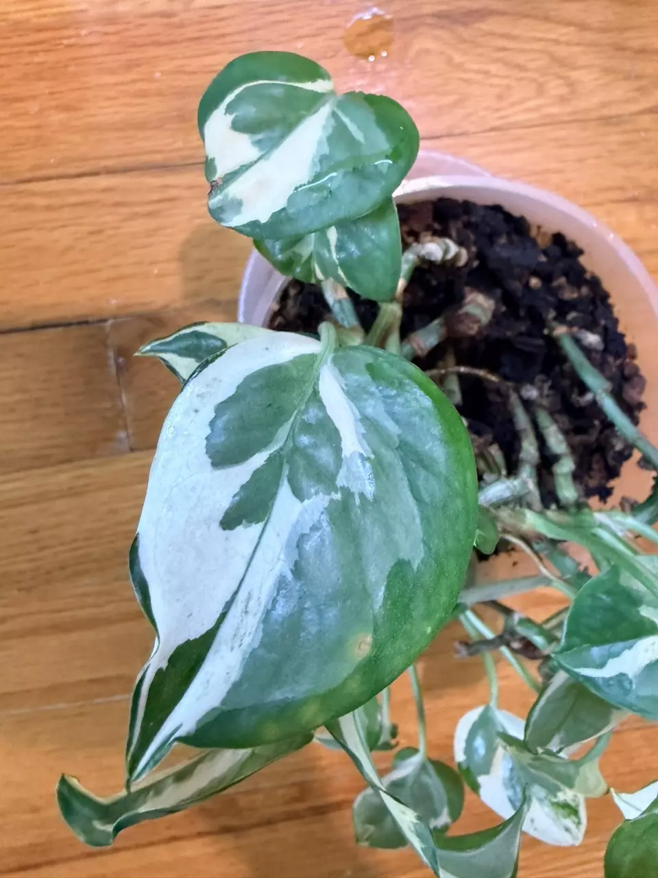 Glazier Pothos- Full Mother Plant thumbnail