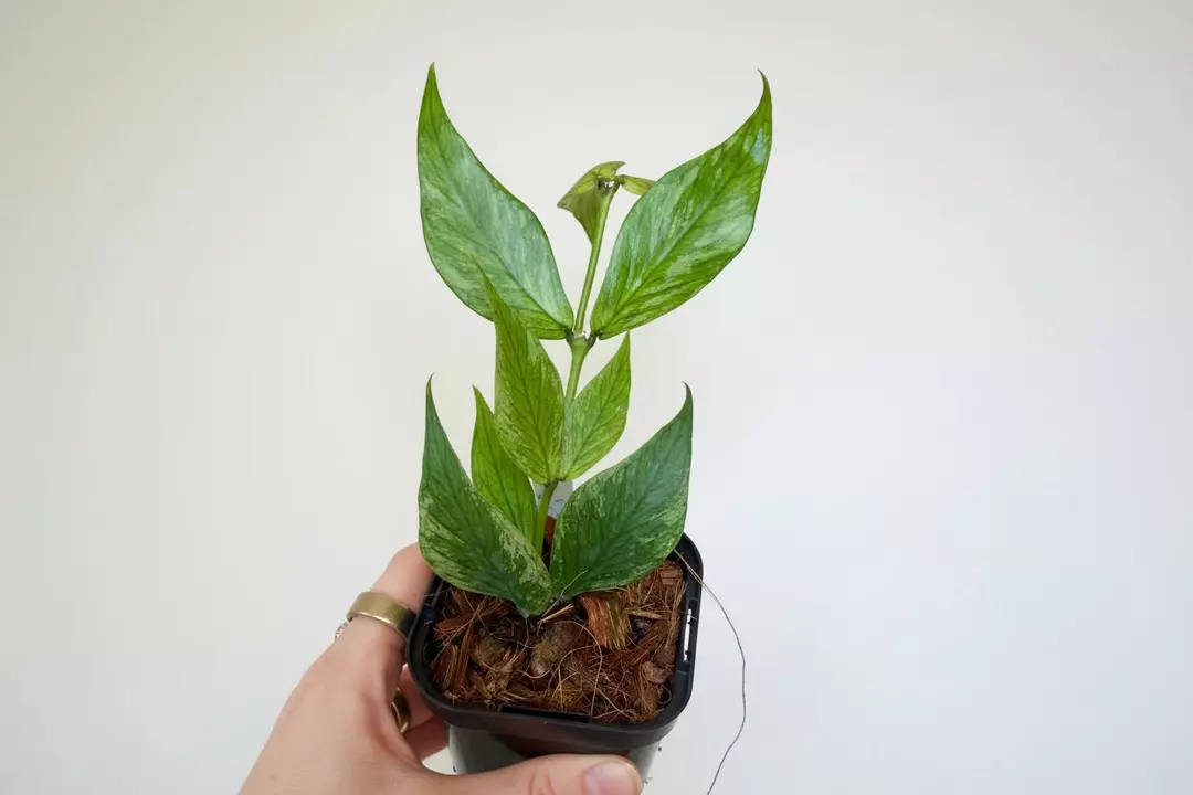 4” Hoya Polyneura Splash (Broget) thumbnail