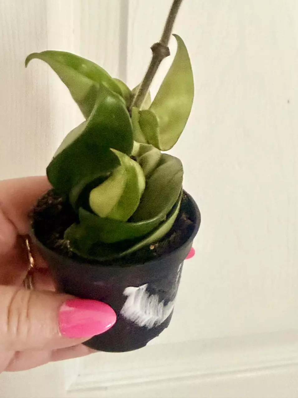 Hoya Carnosa Compacta. thumbnail