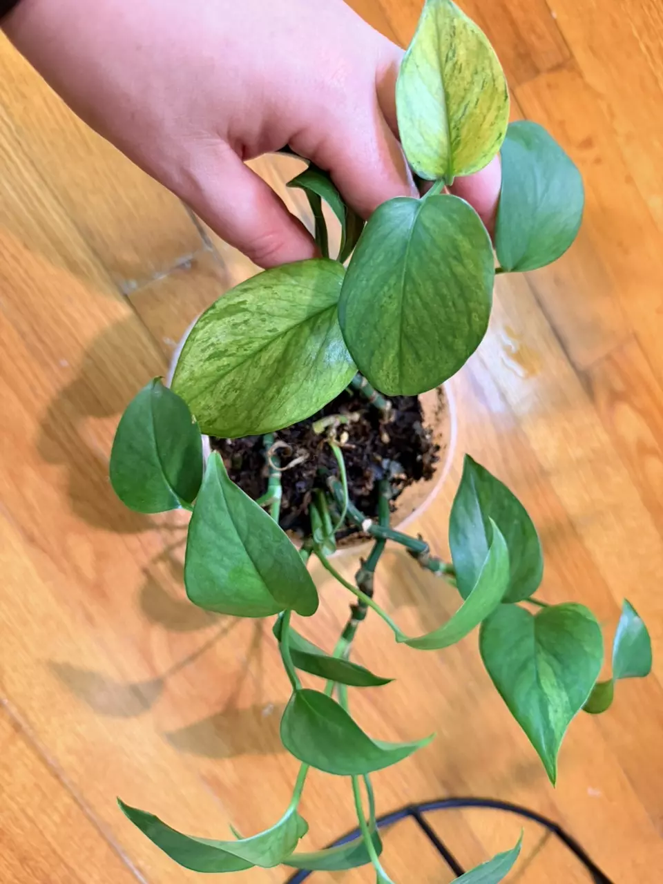 Teruno Pothos- Himiko Full Motherplant Pot thumbnail