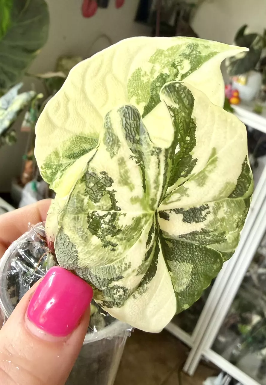 Melo Albo Alocasia thumbnail