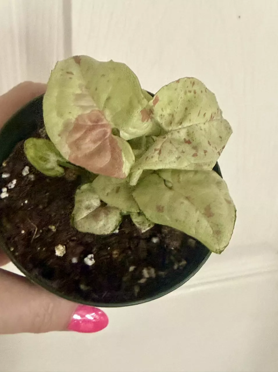 Syngonium milk confetti thumbnail