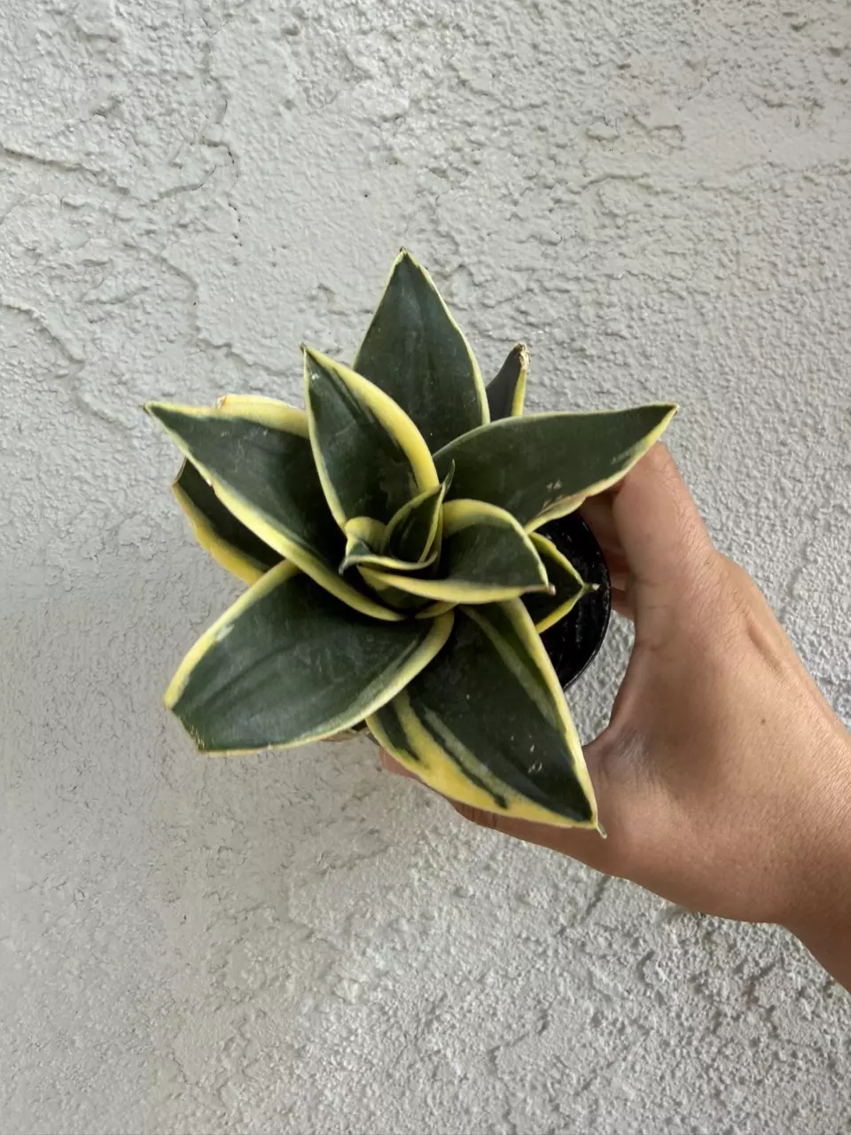 Sansevieria glimmering star thumbnail