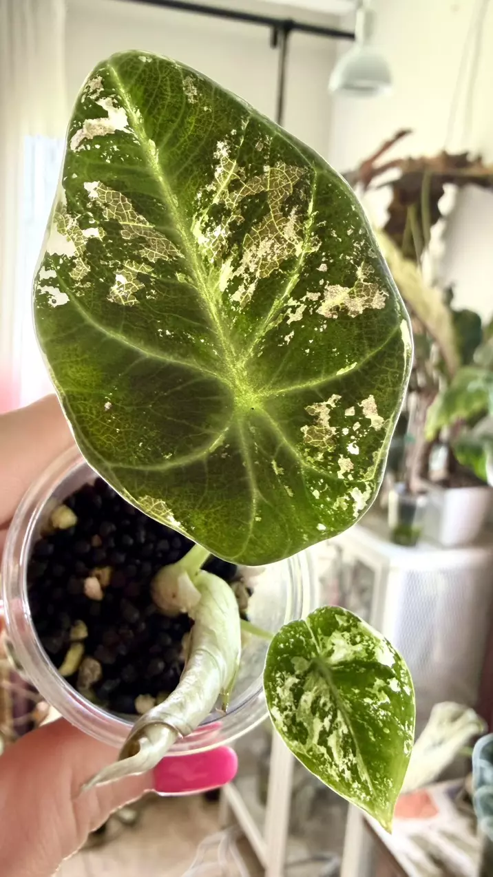 Pink Ninja Alocasia thumbnail