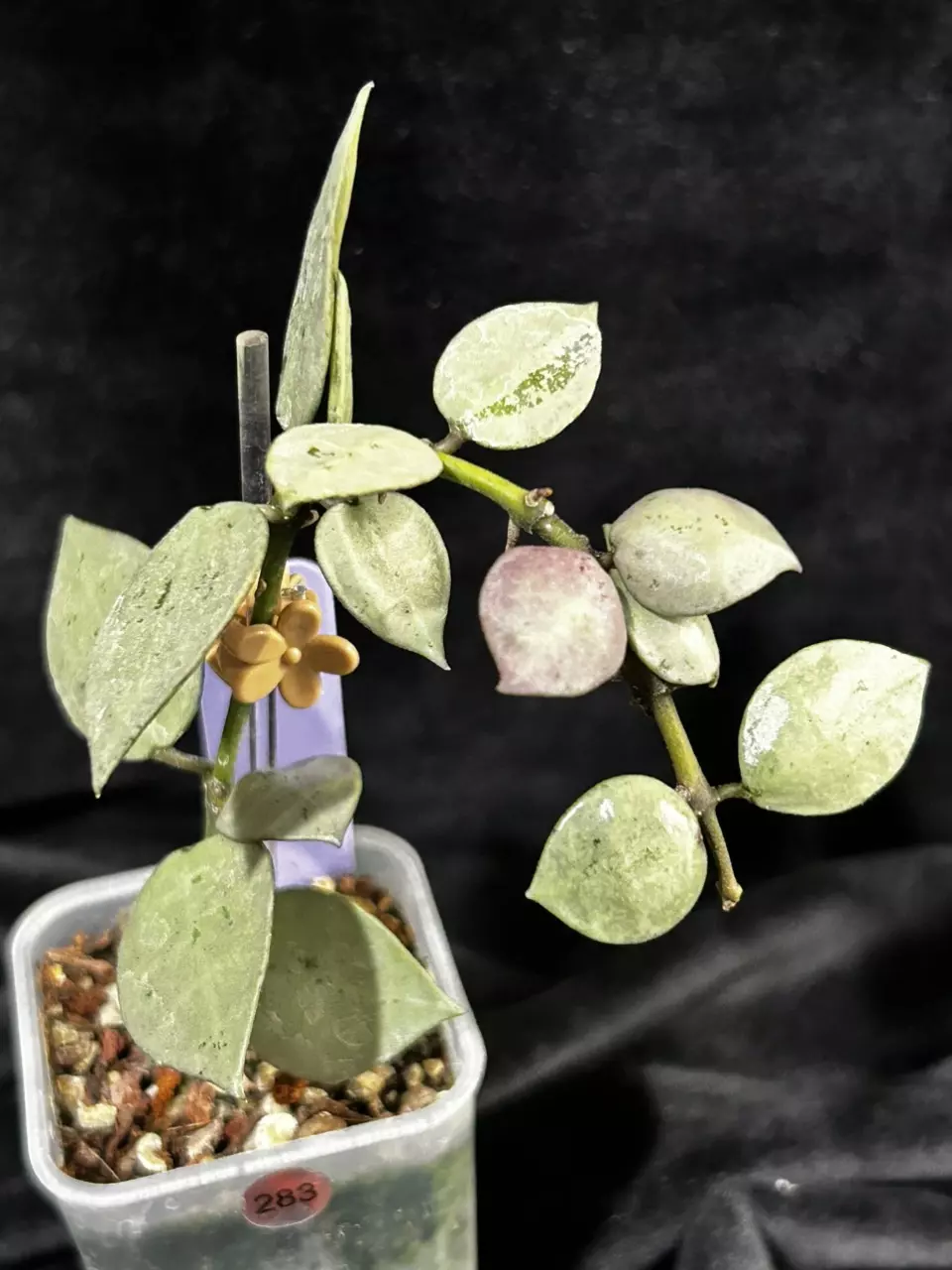 283 Hoya krohniana 'Super Silver'  AKA 'Eskimo' - Silver thumbnail