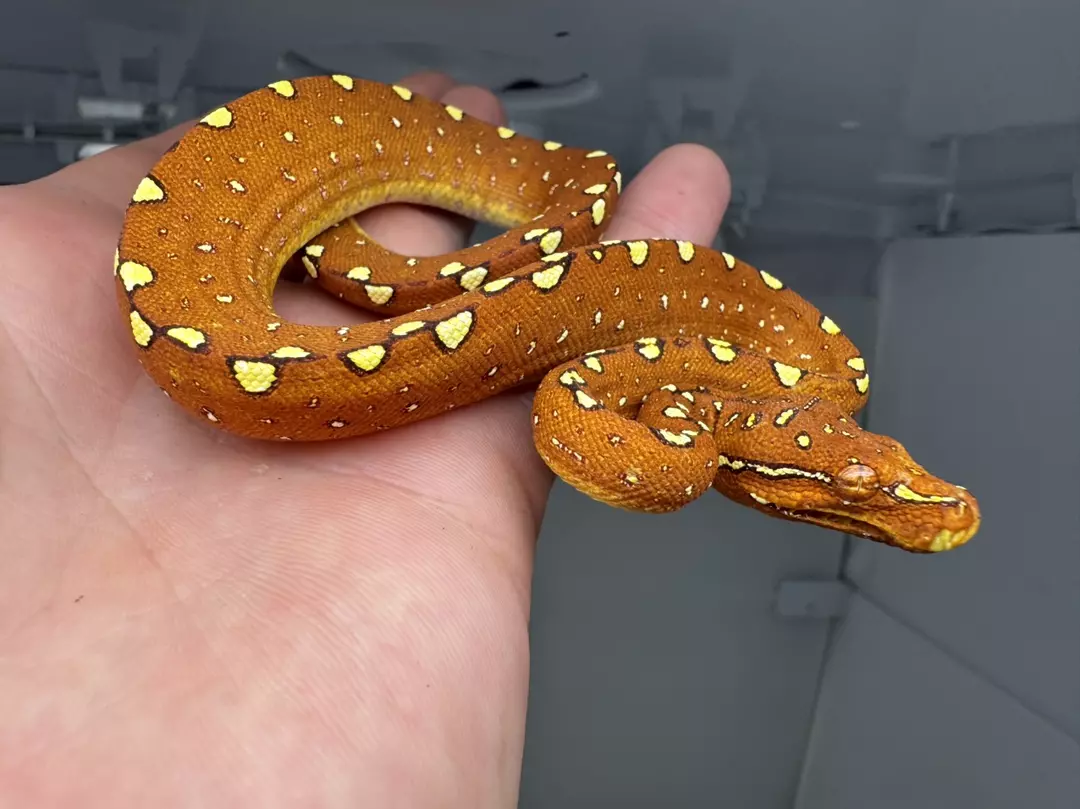 RED BIAK Green Tree Python thumbnail