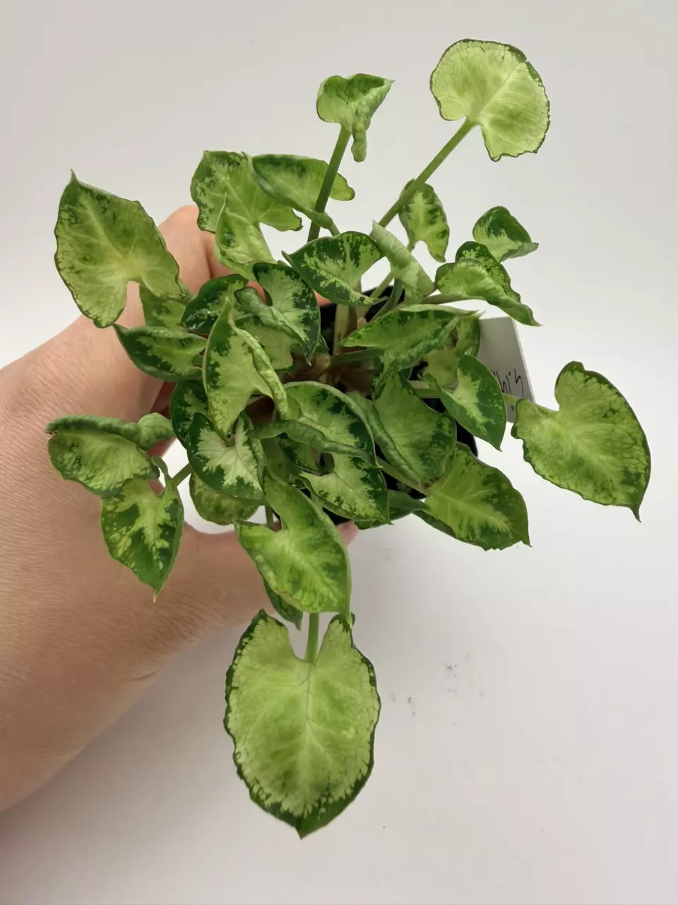 Syngonium Mini Pixie thumbnail