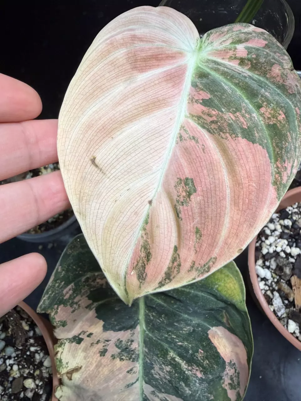 Orange melano middle cutting thumbnail