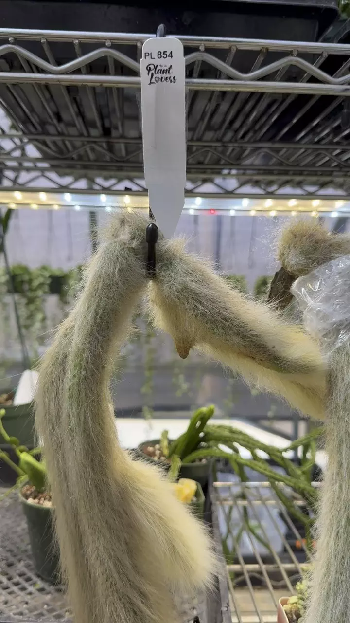 854: XL Monkey Tails (2) thumbnail