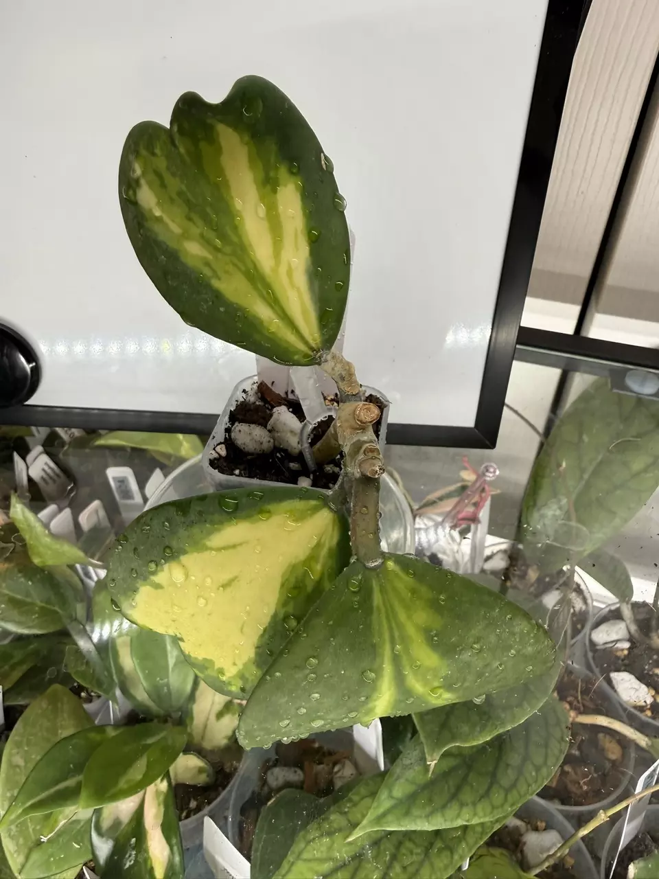 0005 Hoya Kerri inner thumbnail