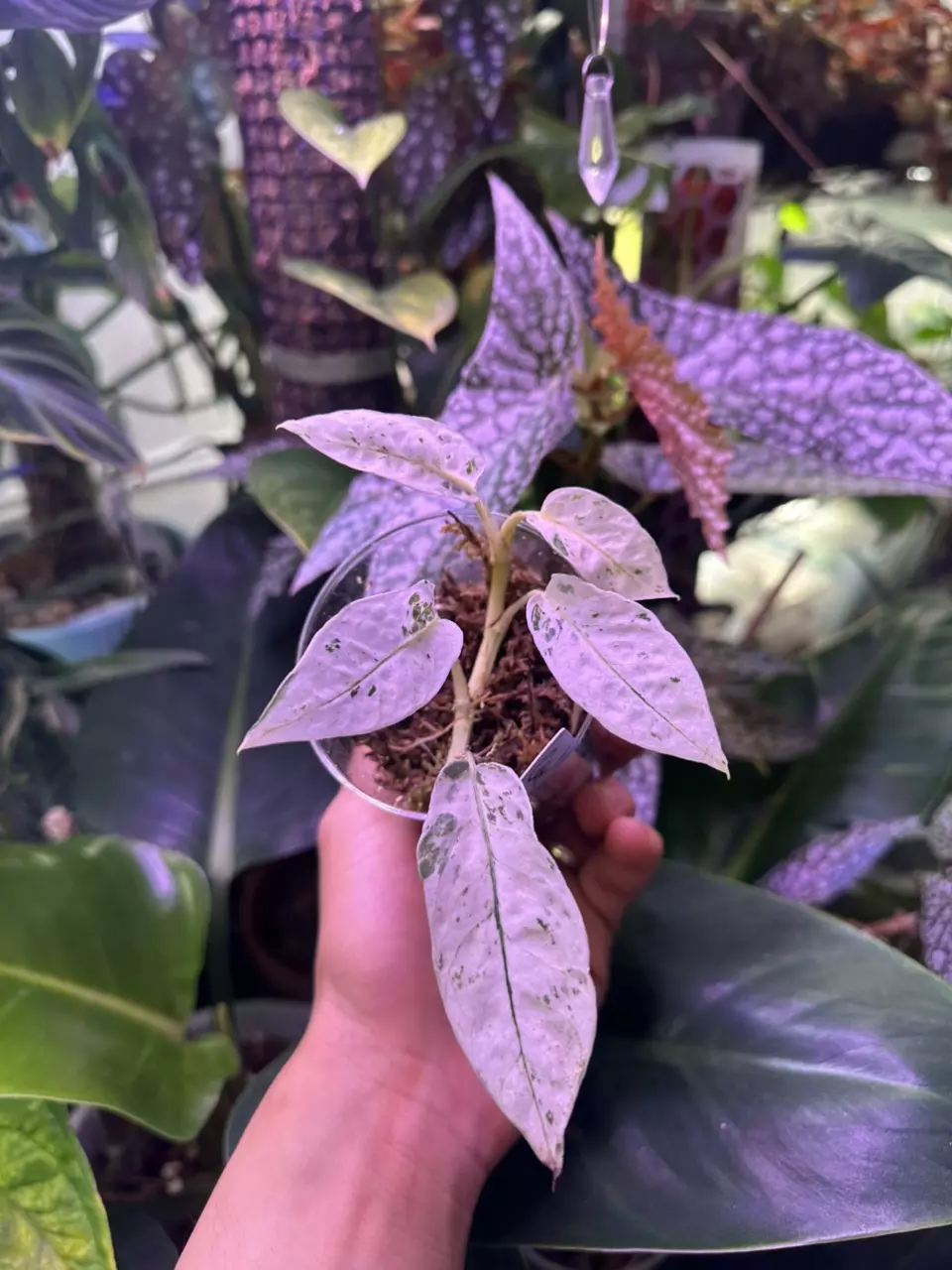 Cebu Blue Ghost thumbnail