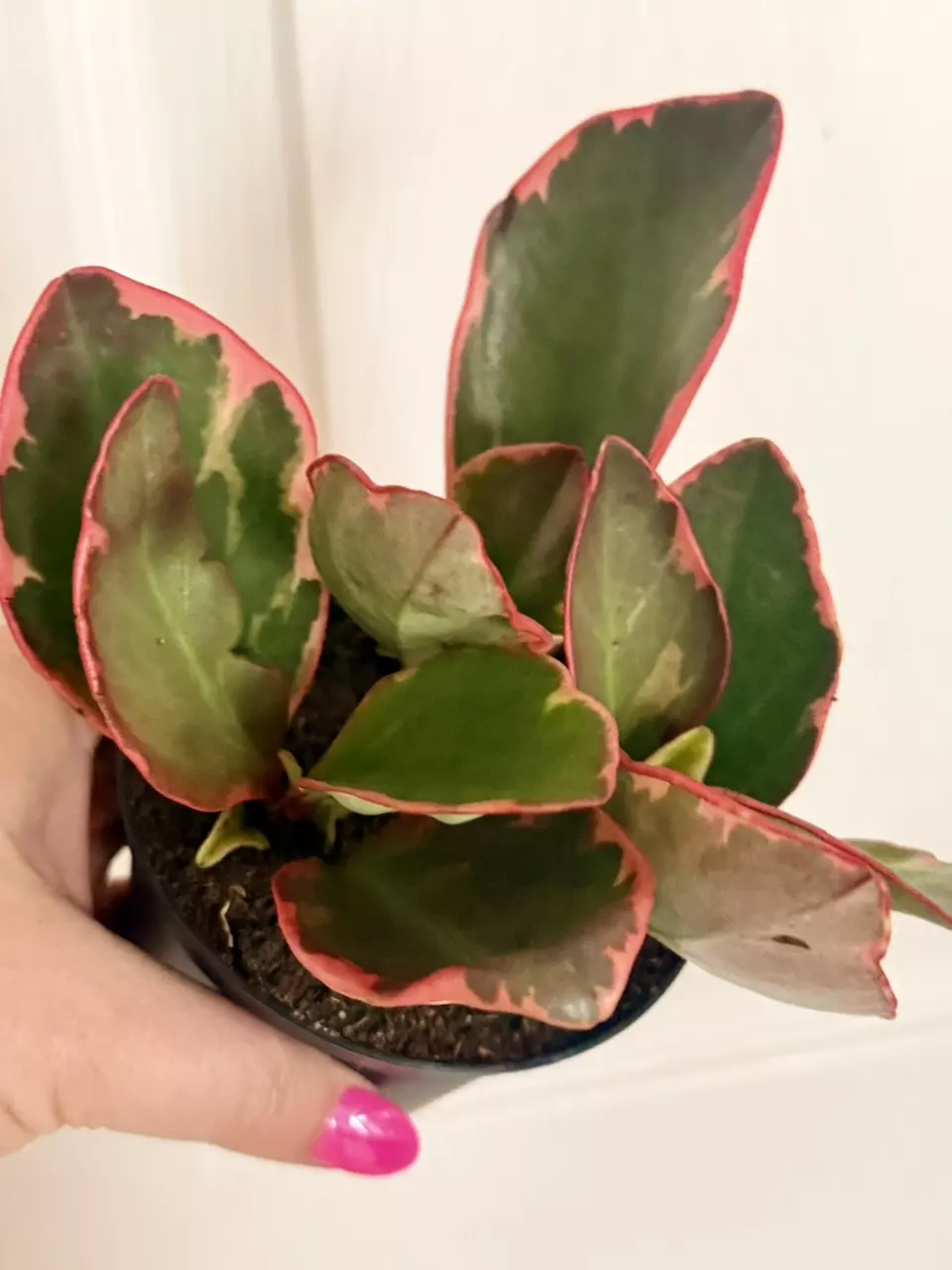 Peperomia Ginny thumbnail