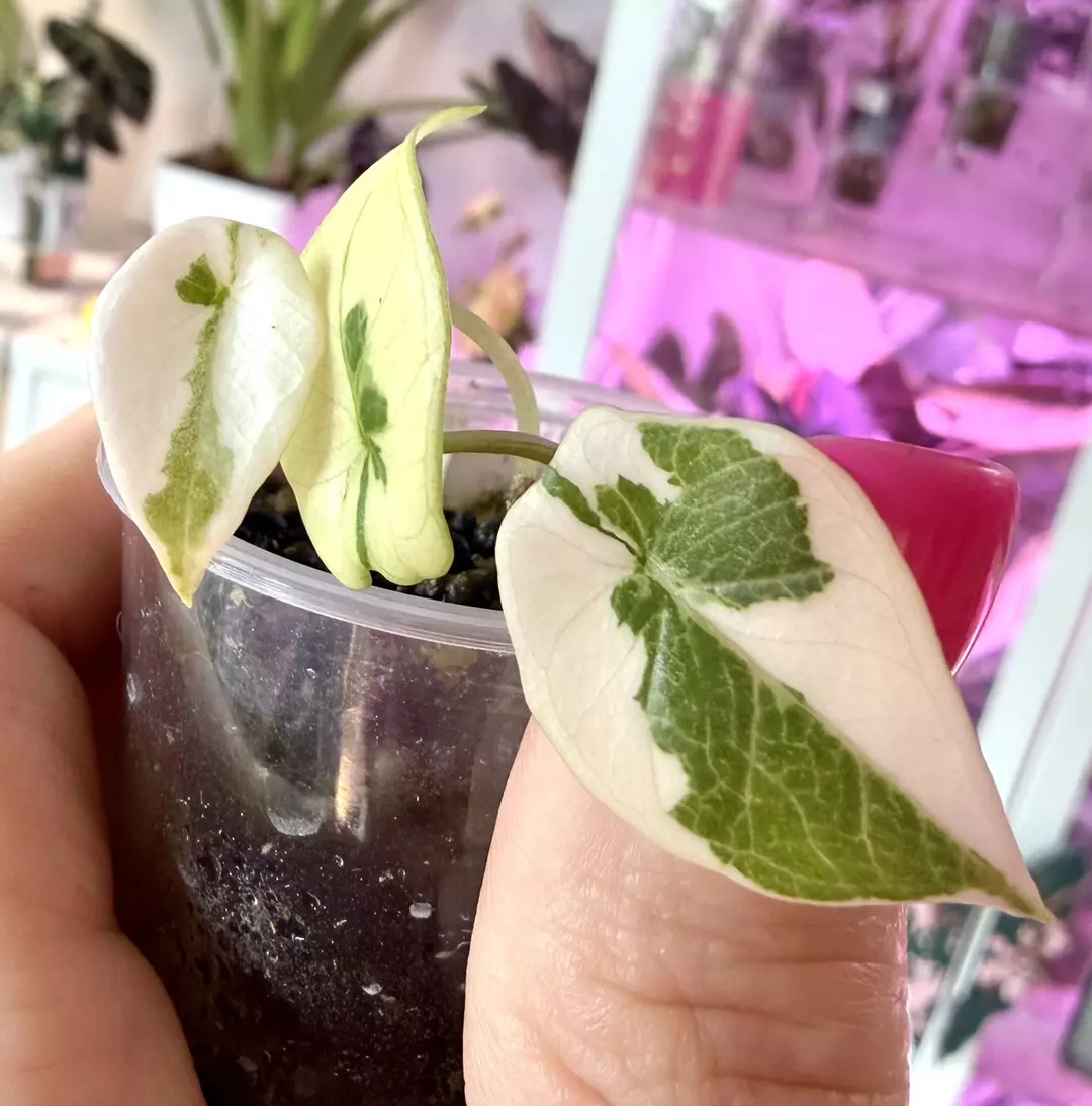 Lava Scalprum Albo Alocasia thumbnail