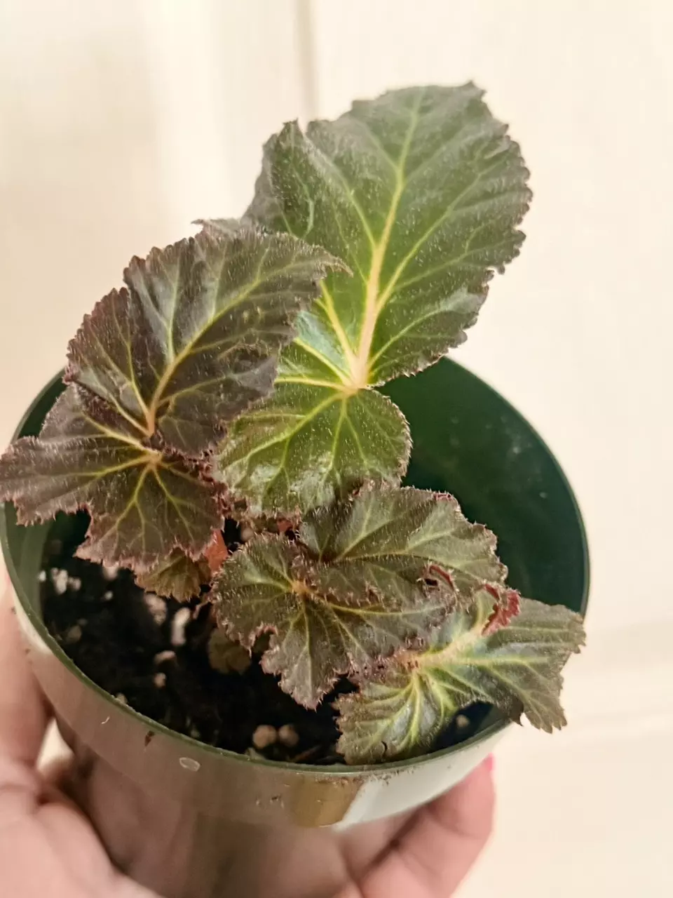 Mixed mystery Begonia thumbnail