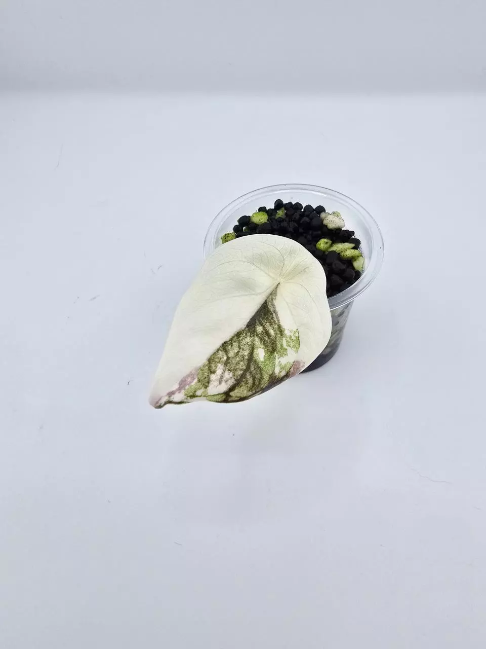 Cuprea true pink (non tc) thumbnail