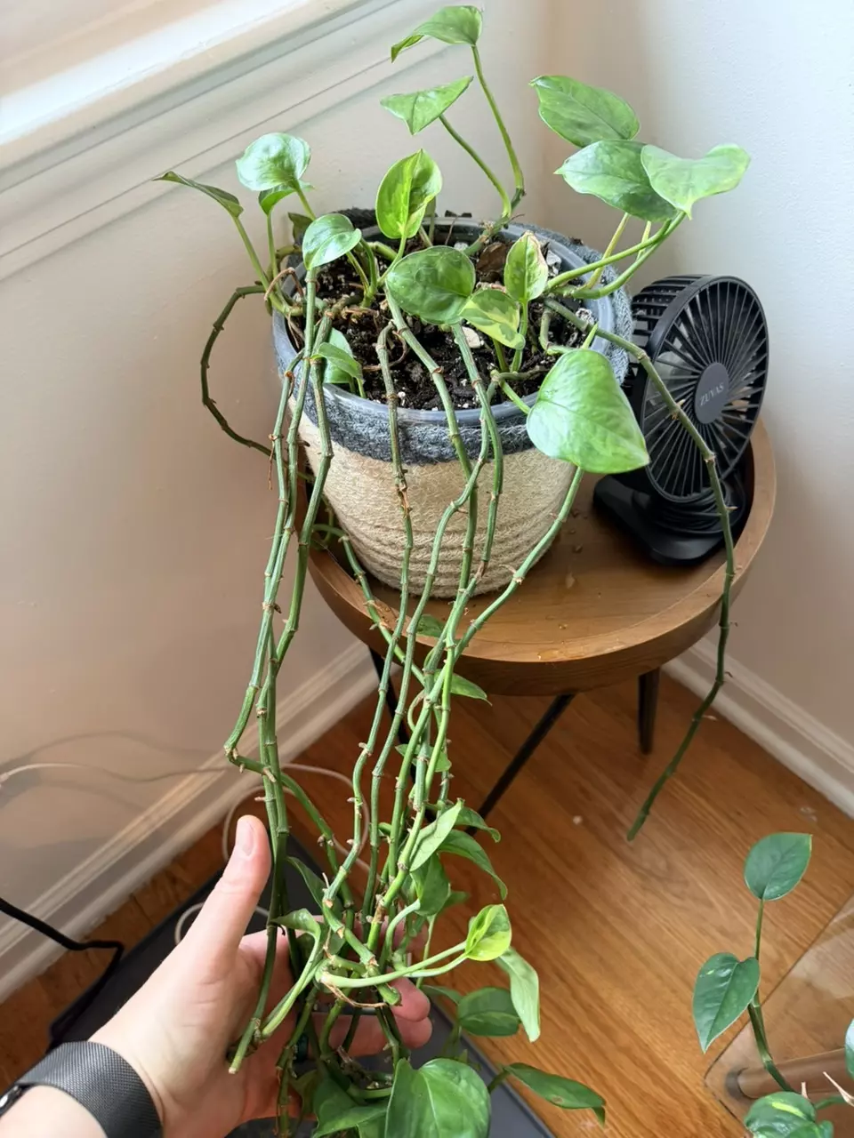 Lizard Queen Pothos Full Motherplant Pot thumbnail