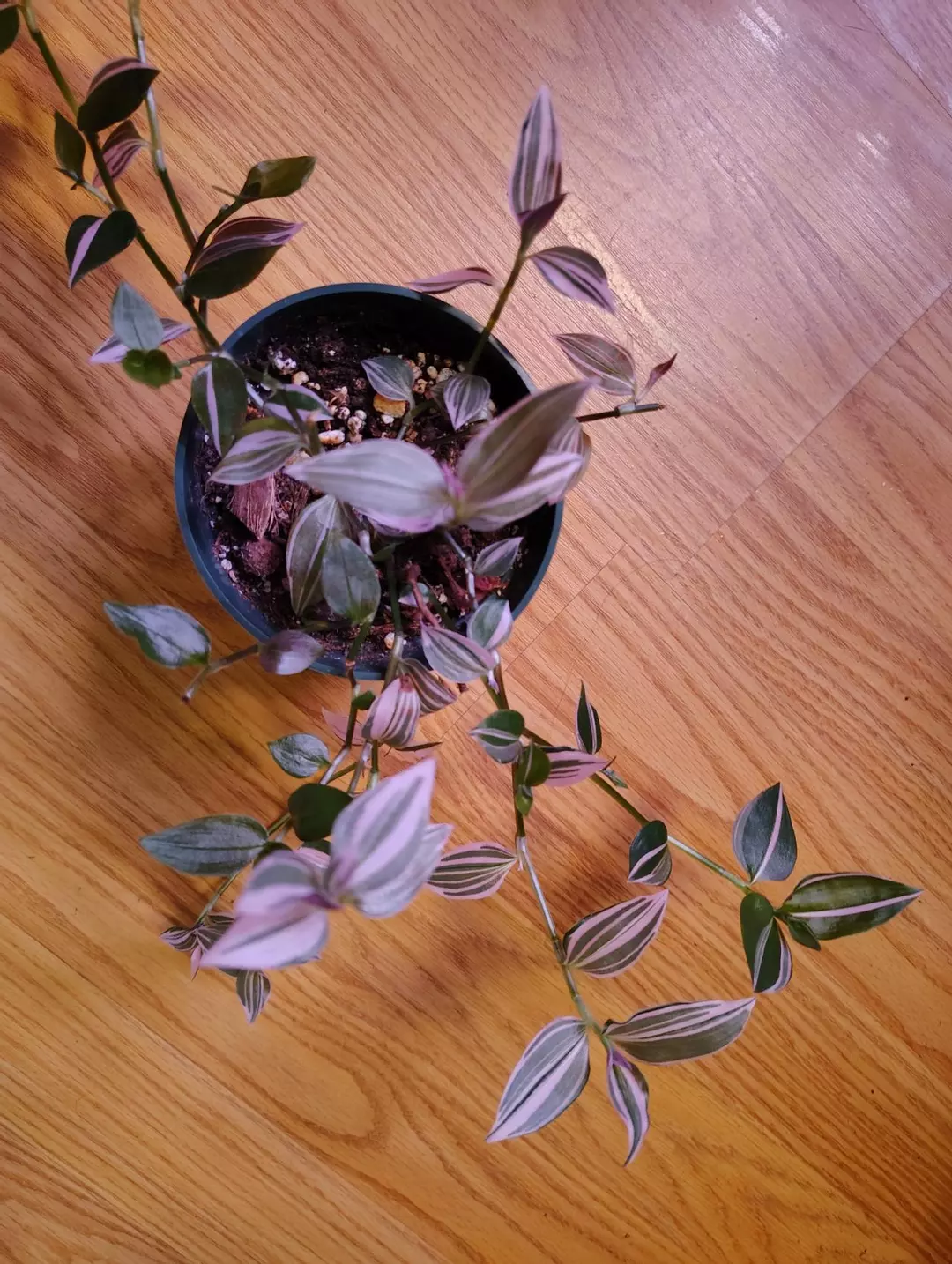 Tradescantia purple variegated thumbnail