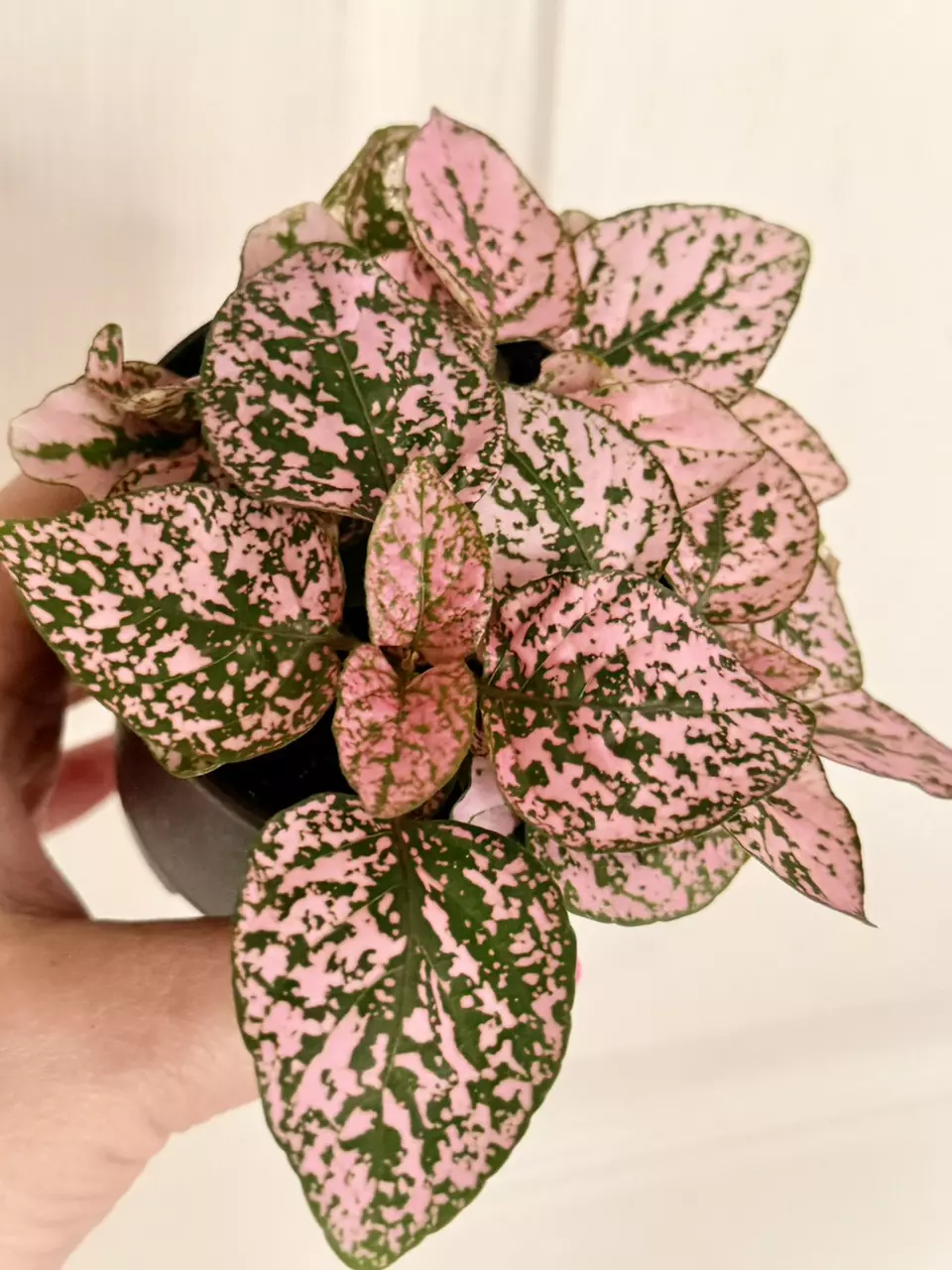 Pink polka dot thumbnail