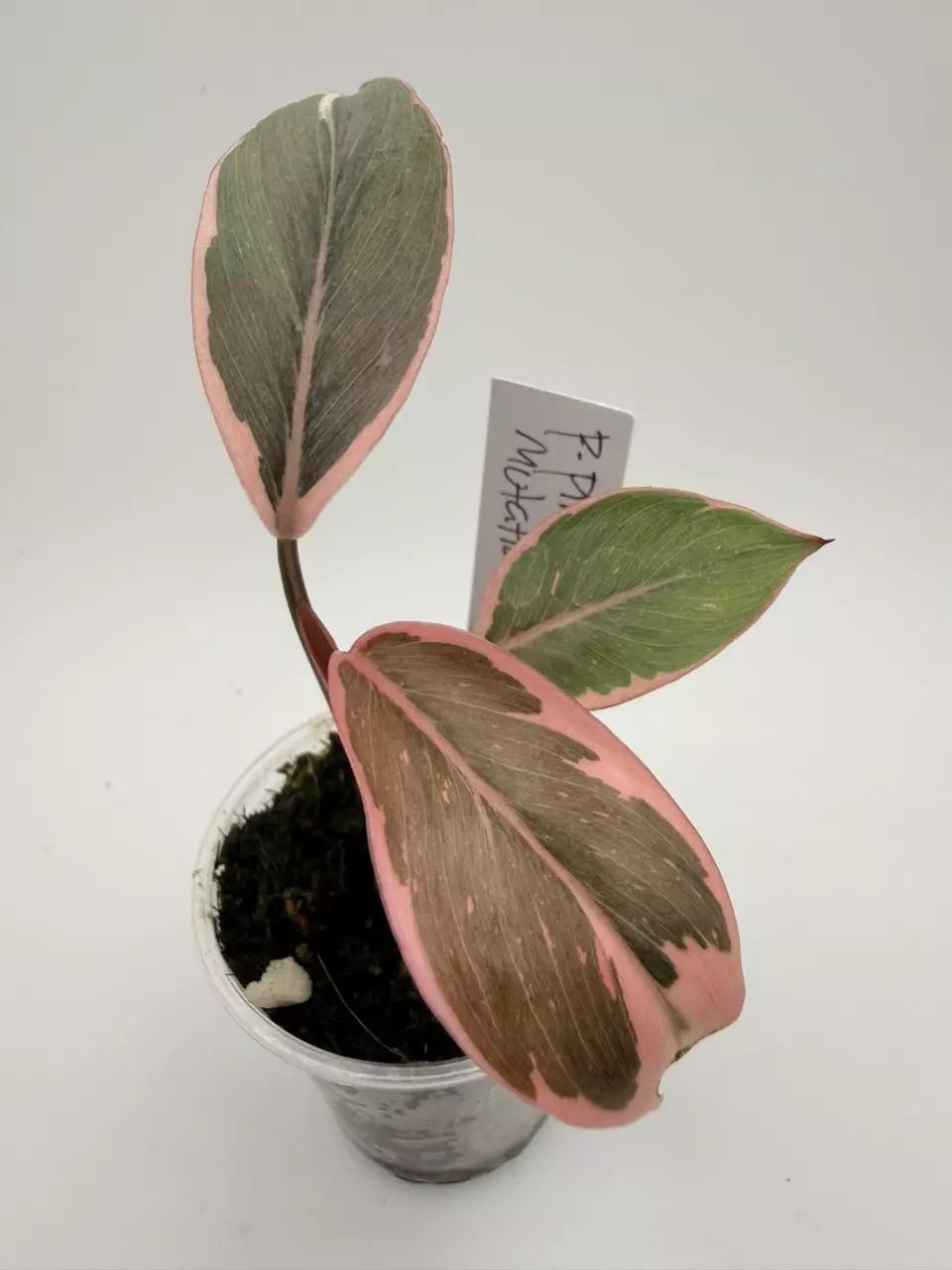 Philodendron Pink Princess Mutation thumbnail