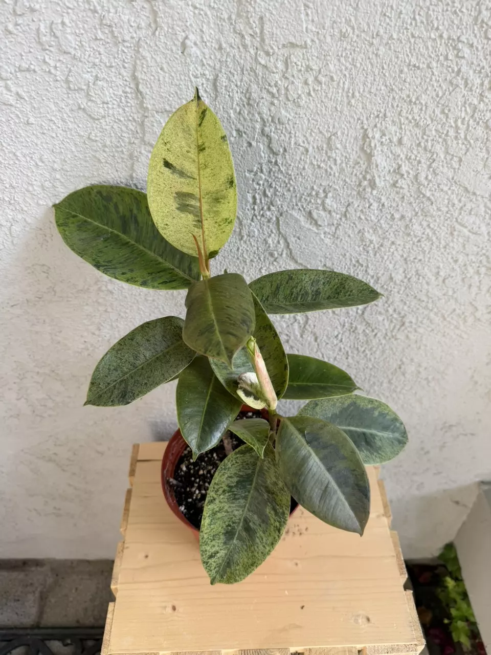 Rubber tree plant thumbnail
