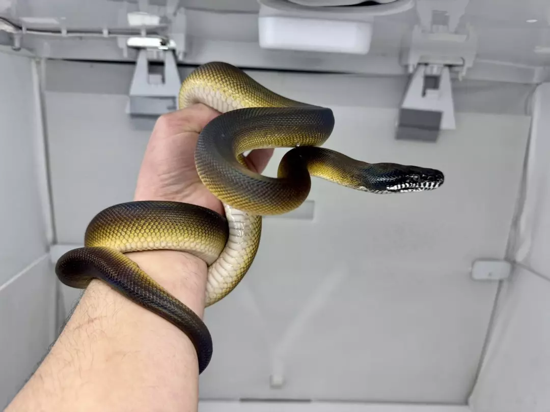 Northern White Lip Python Male thumbnail