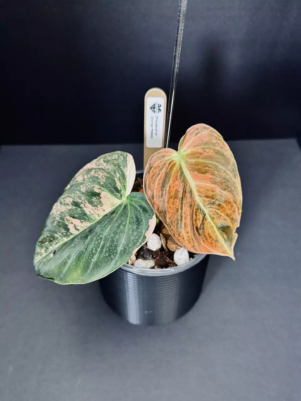 Philodendron Orange Melanochrysum thumbnail