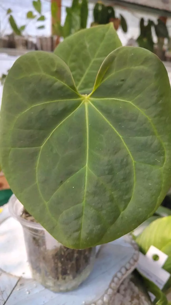 ( aos df. X bloodmoon) x dress rg f2 thumbnail