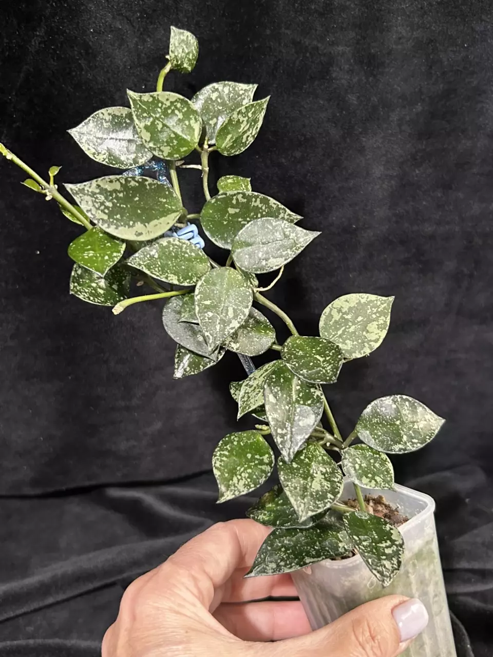 287 Hoya krohniana 'Super Silver'  AKA 'Eskimo' - Splashy thumbnail