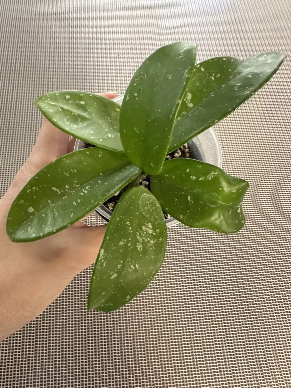 Diversifolia splash hoya thumbnail
