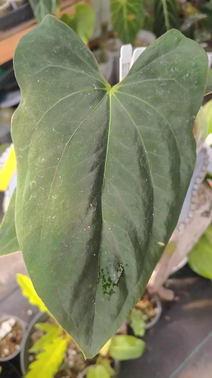 Pap x dress (dark) thumbnail