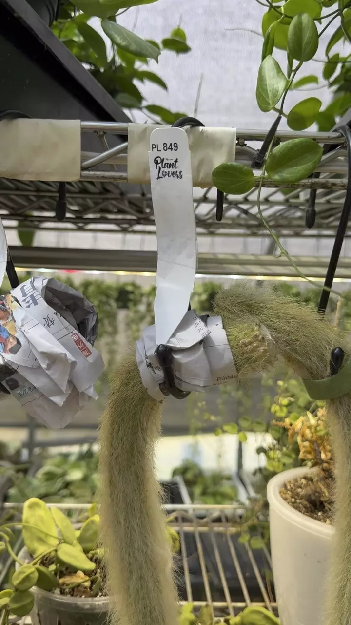 849: XL Monkey Tails (2) thumbnail