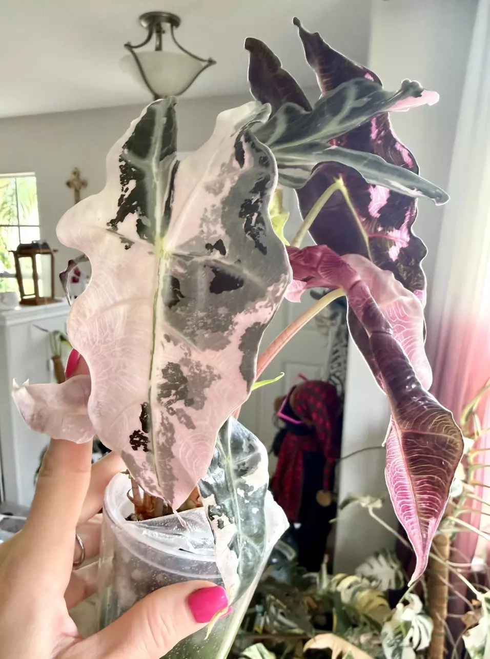 Pink Polly 2 plants in 1!! Alocasia mom thumbnail