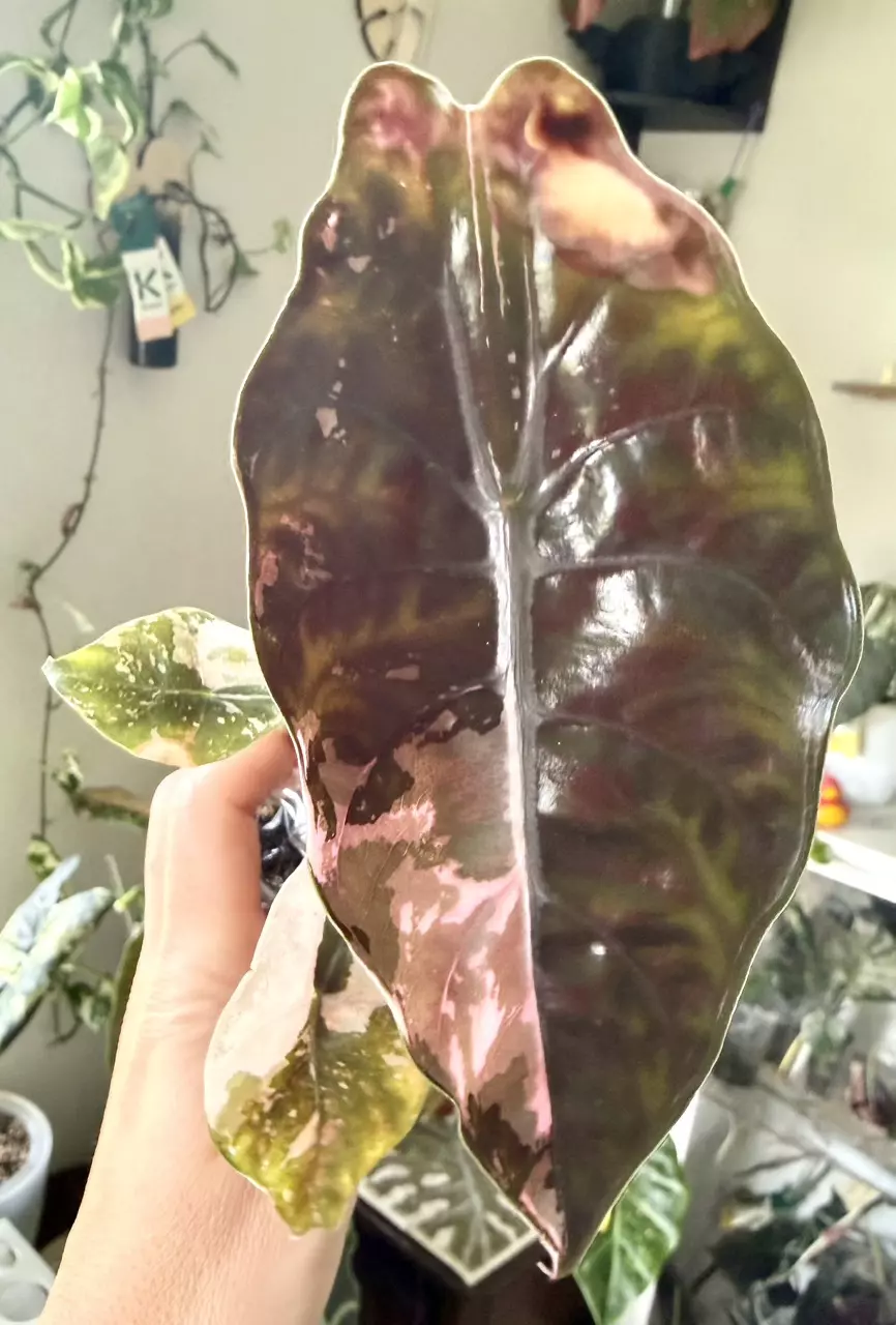 Pink Chantrieri Alocasia thumbnail