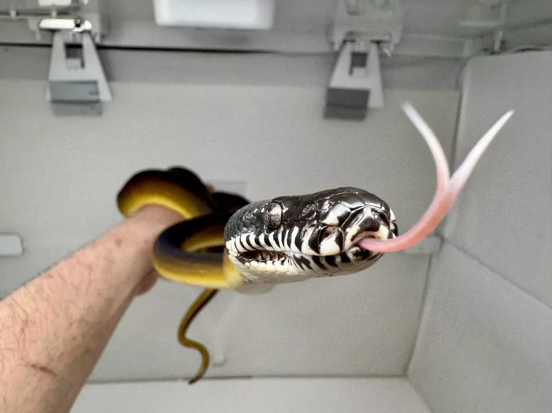 Northern White Lip Python Female thumbnail