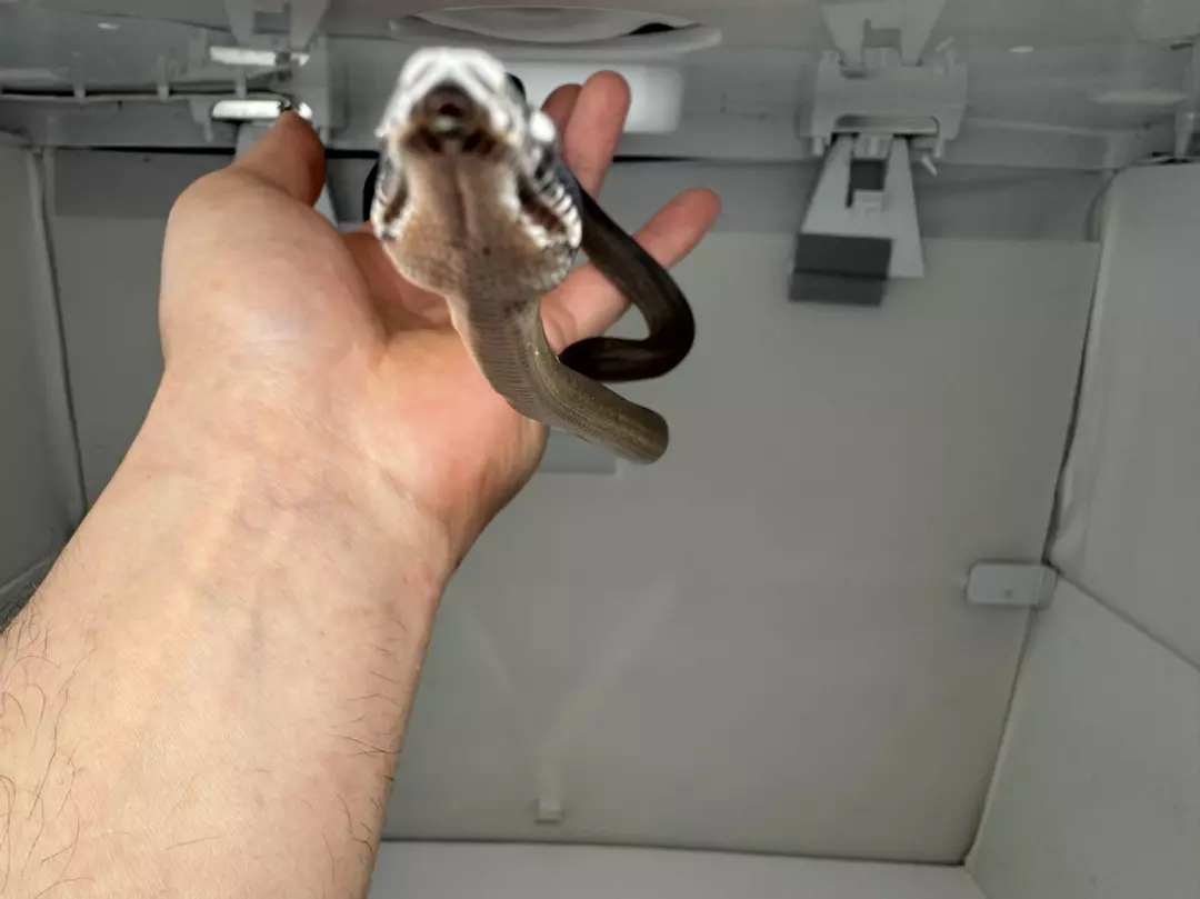 Northern White Lip Python Female thumbnail