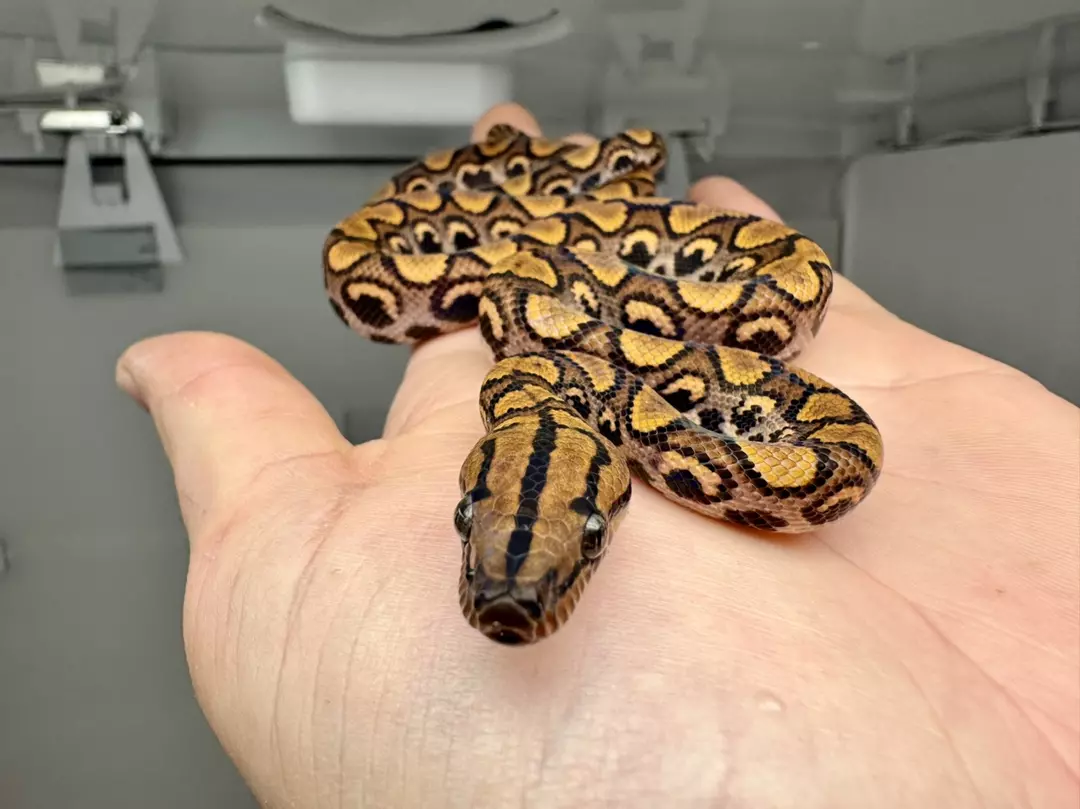 Brazilian Rainbow Boa female thumbnail