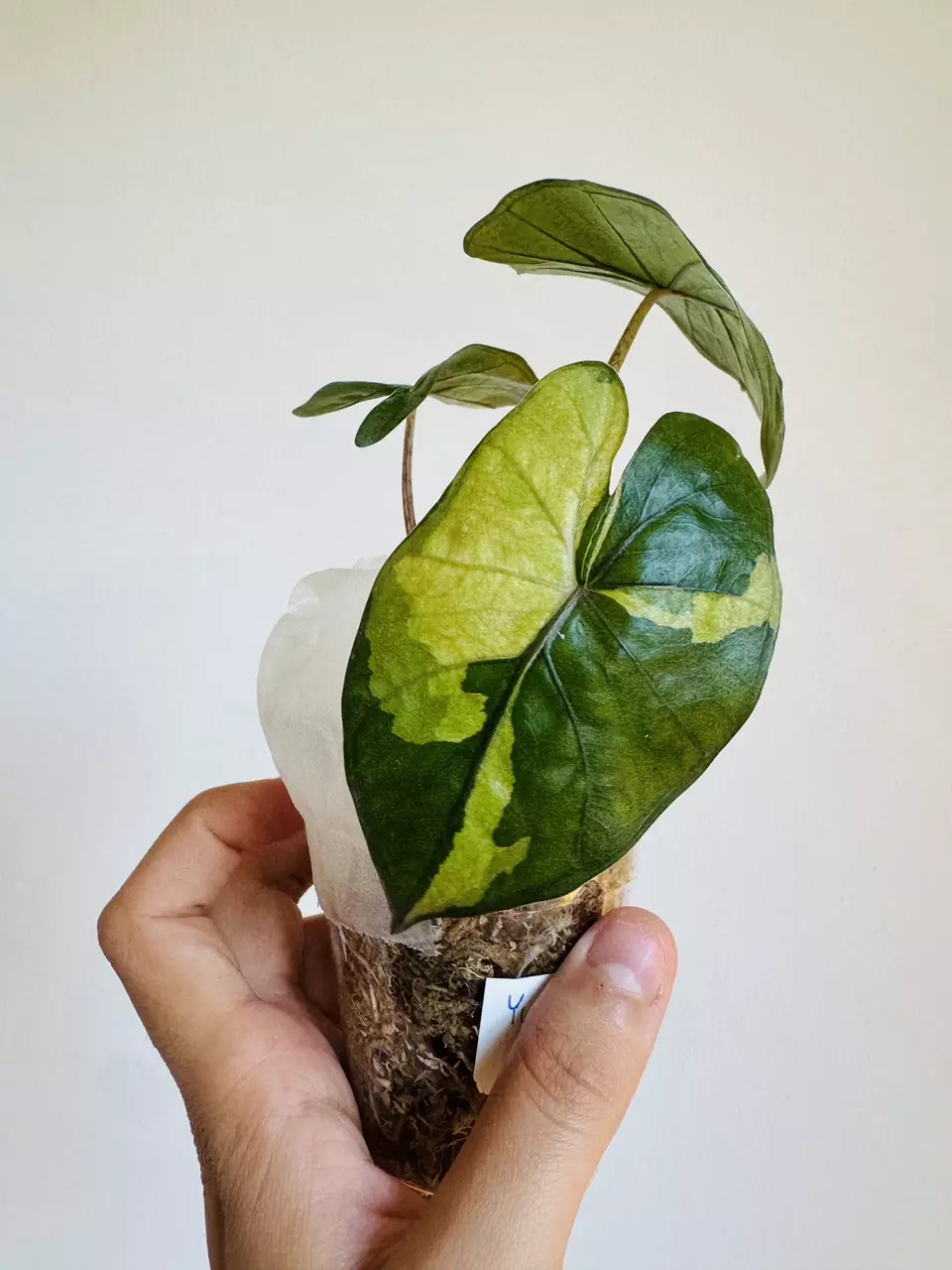 Yucatan Lava Teen thumbnail