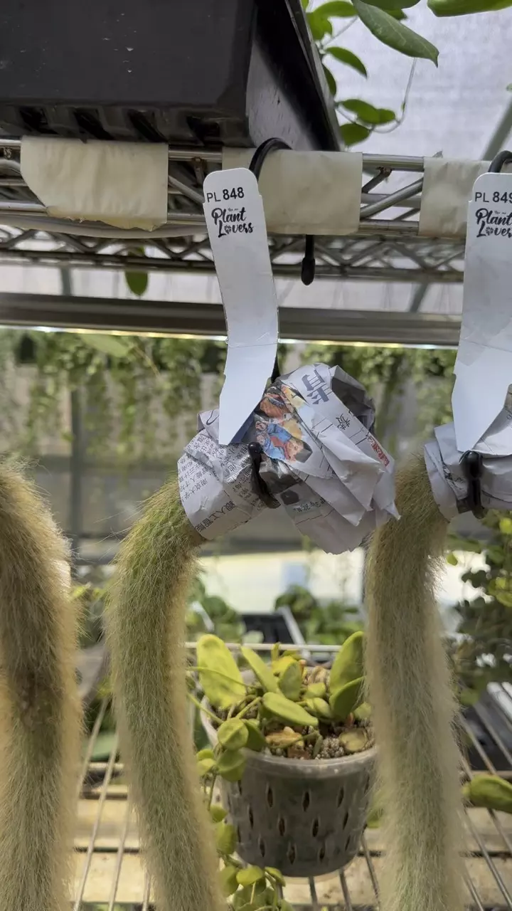 848: XL Single Monkey Tail thumbnail