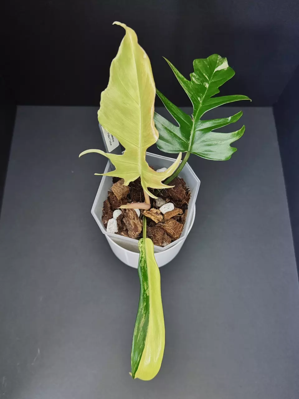 Philodendron Florida Beauty X Tortum thumbnail