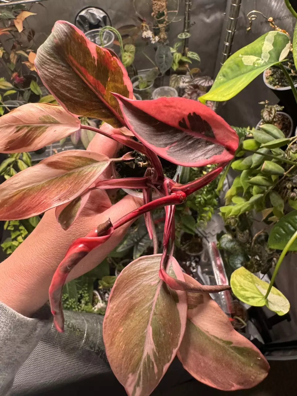 Philodendron Pink Princess Mutation thumbnail