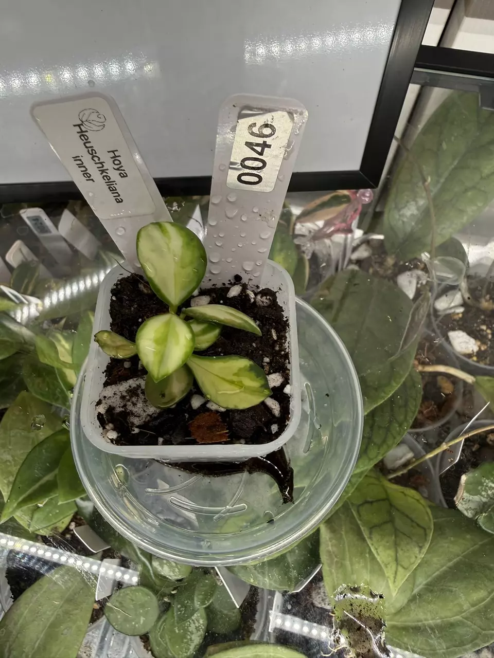 0046 Hoya heuschkeliana variegata thumbnail