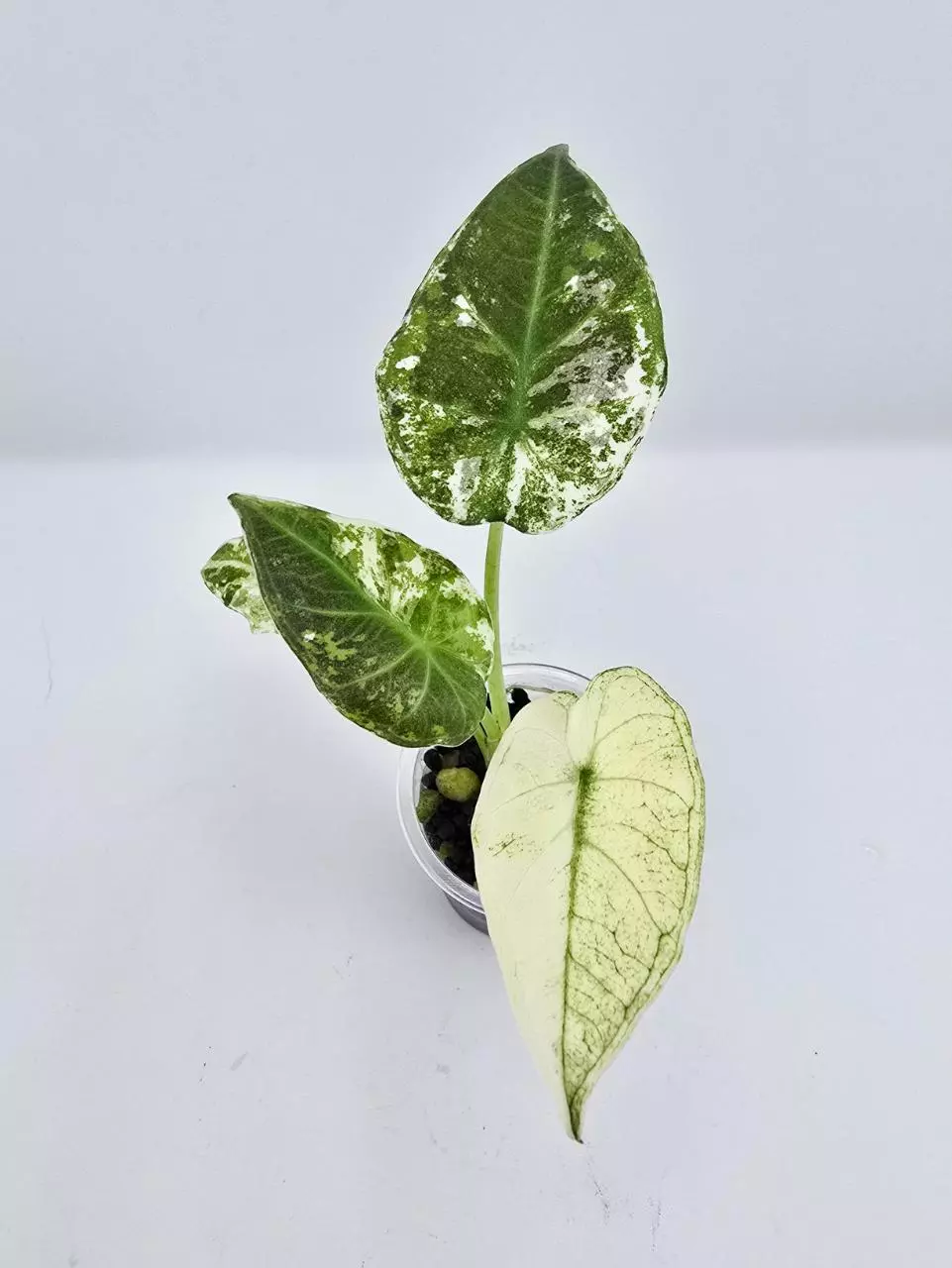 Regal shield albo mint thumbnail