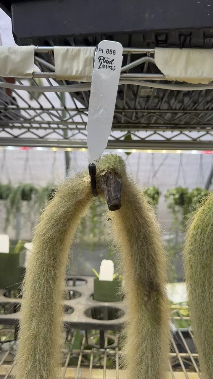 856: XL Monkey Tail (2) thumbnail