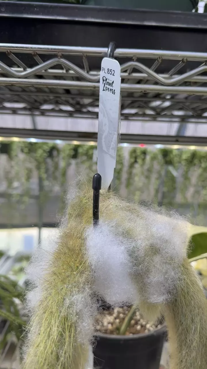 852: XL Monkey Tails (2) thumbnail