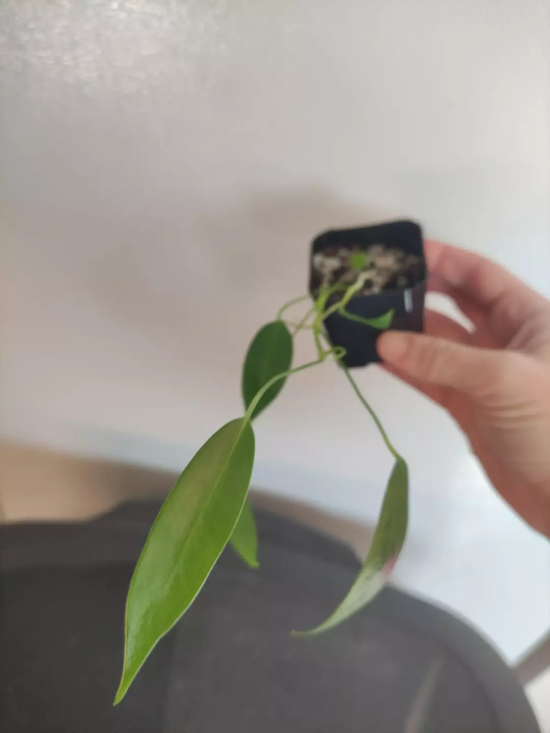 Anthurium NSE lavender berries thumbnail