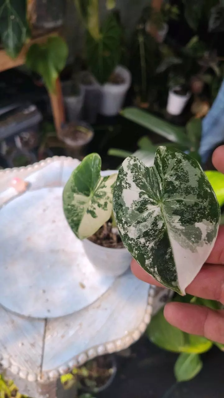 Alocasia frydek thumbnail