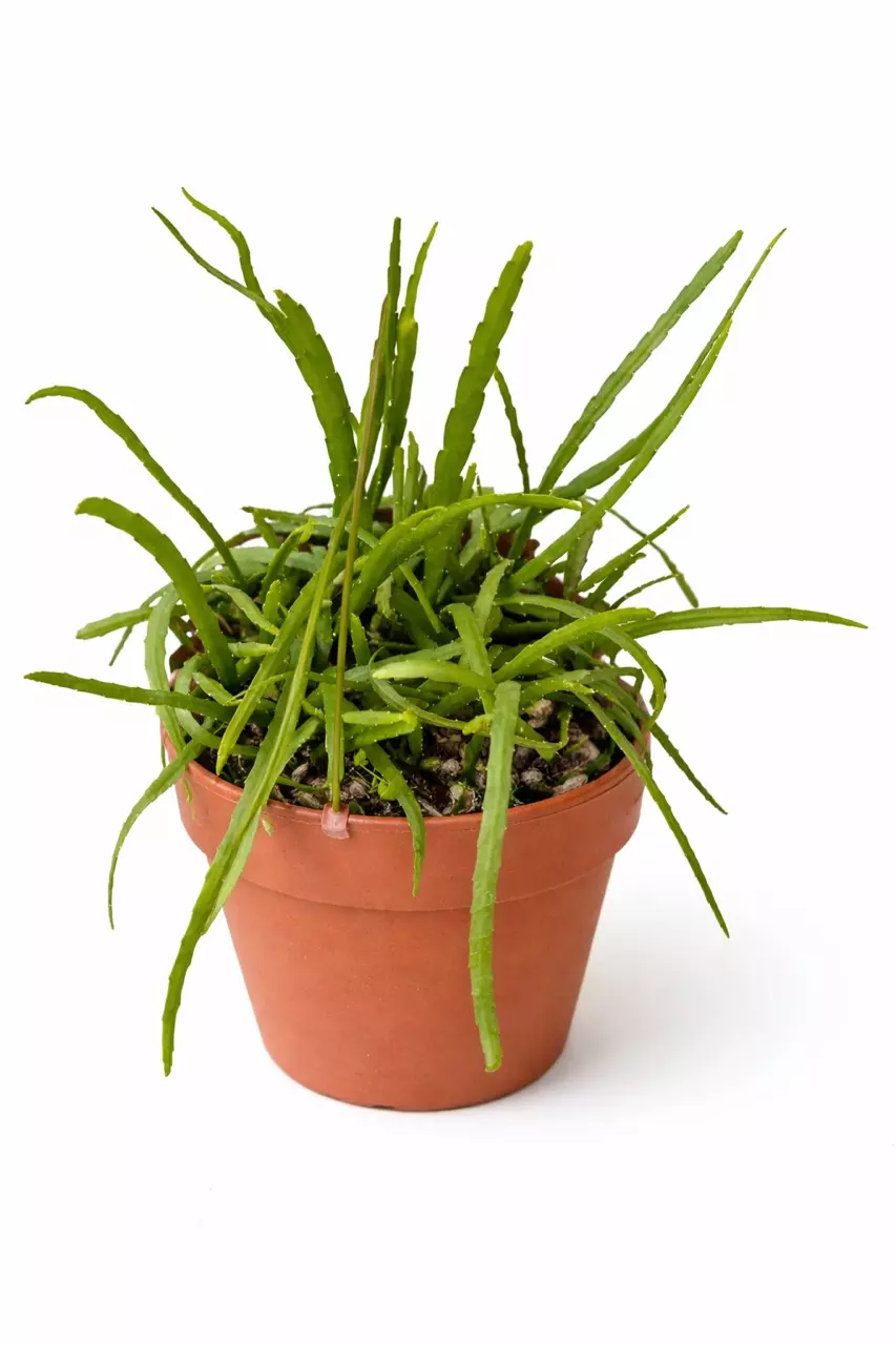 6” Rhipsalis Boliviana thumbnail