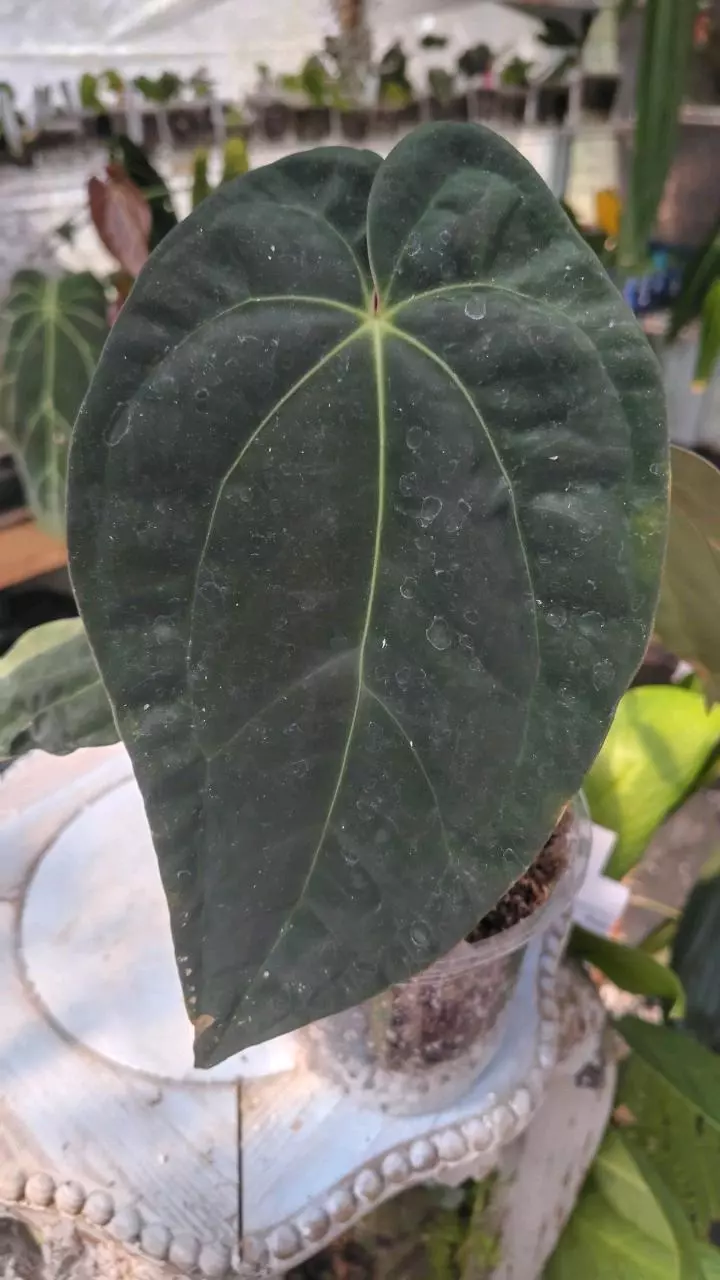 Pap cross noid thumbnail